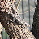 Texas Spiny Lizard