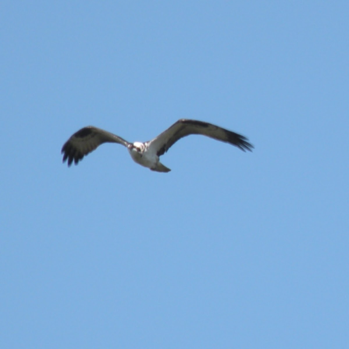 Osprey