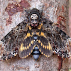 Death's Head Hawk Moth (Bee Robber)