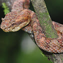 Eyelash viper