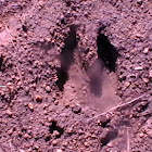 white tailed deer track