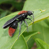 Eastern velvet ant (male)