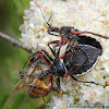 Bee Assassin (mating)