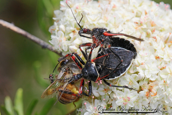 Bee Assassin (mating)