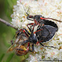 Bee Assassin (mating)