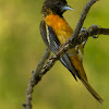 Oriole