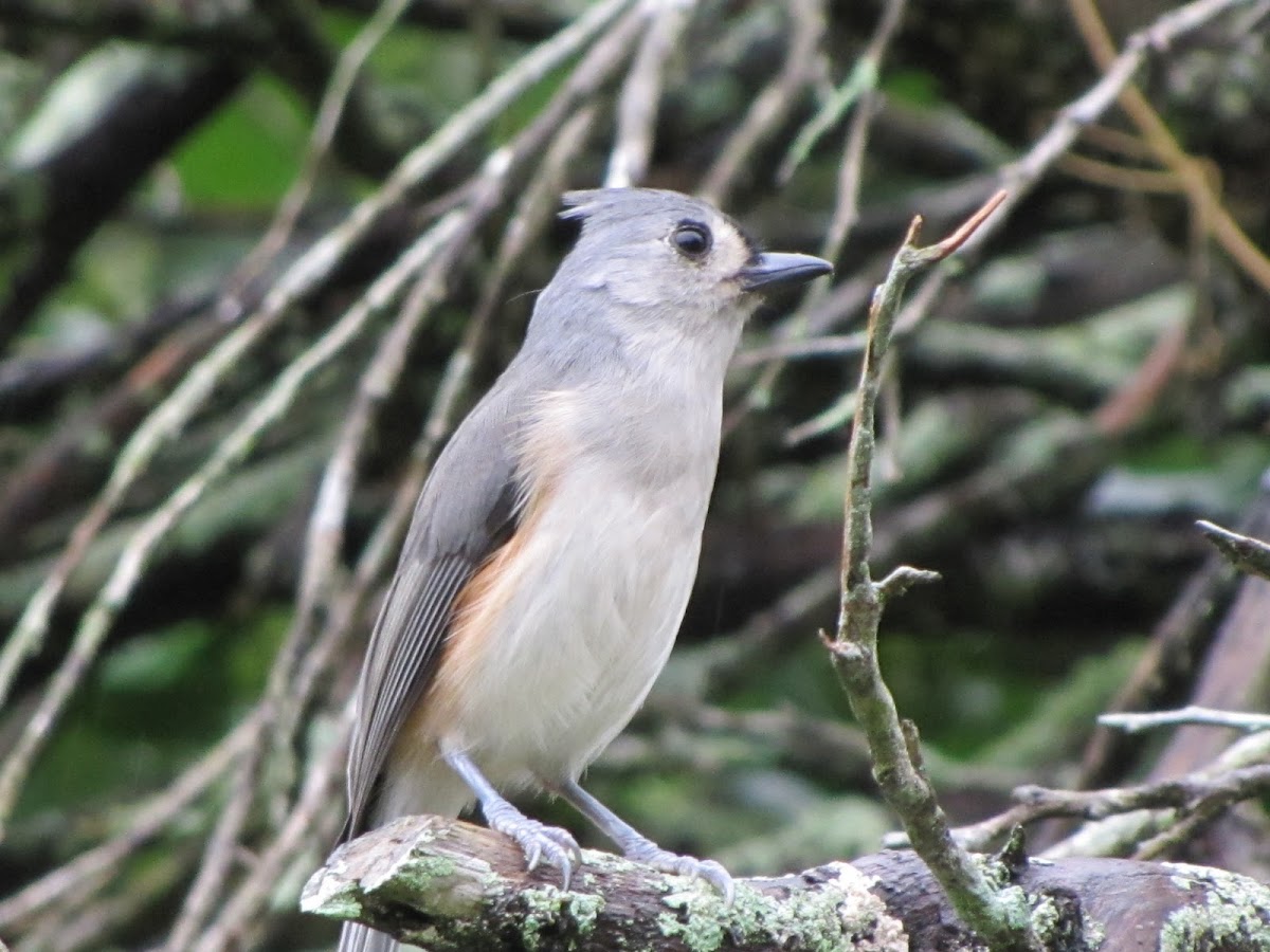 Tufted titmouse