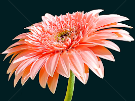 pink gerber by LADOCKi Elvira - Flowers Single Flower