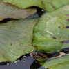 Broad-banded Water Snake