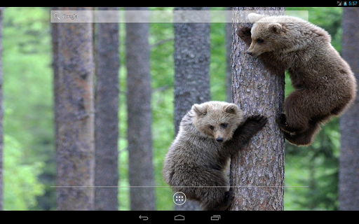 【免費個人化App】Bears HD Live Wallpaper-APP點子