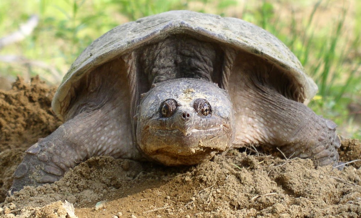 Common Snapping Turtle (female)