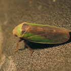 Assumed Breastplate Leafhopper