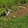 White-crowned Plover 
