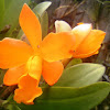 Orange Cattleya