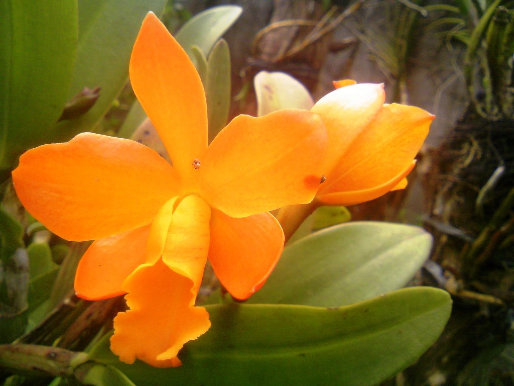 Orange Cattleya