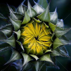 Sunflower Sunrise by Lynn Wiezycki - Flowers Flowers 2011-2013