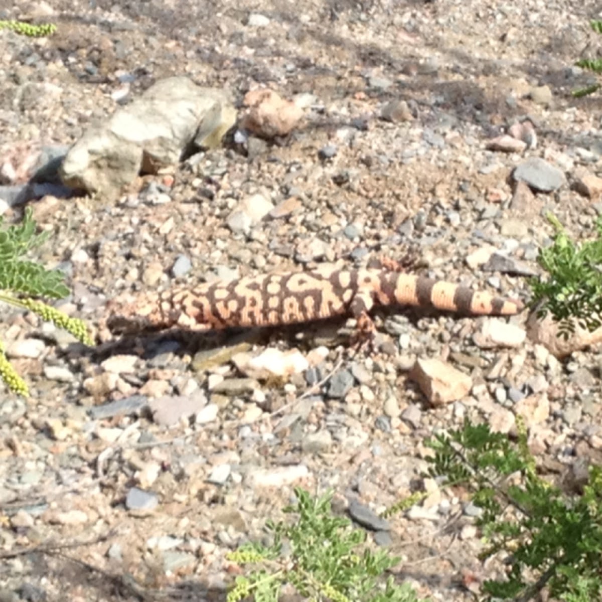 Gila monster