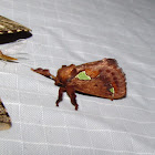 Spiny Oak-slug Moth