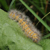 Salt marsh moth (larva)