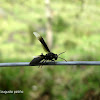 Avispa - Wasp