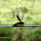 Avispa - Wasp