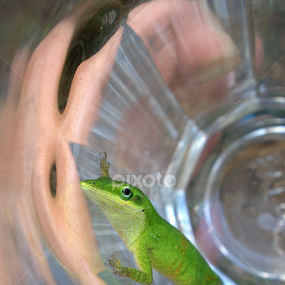 Green Anole by Allie Riker - Animals Reptiles