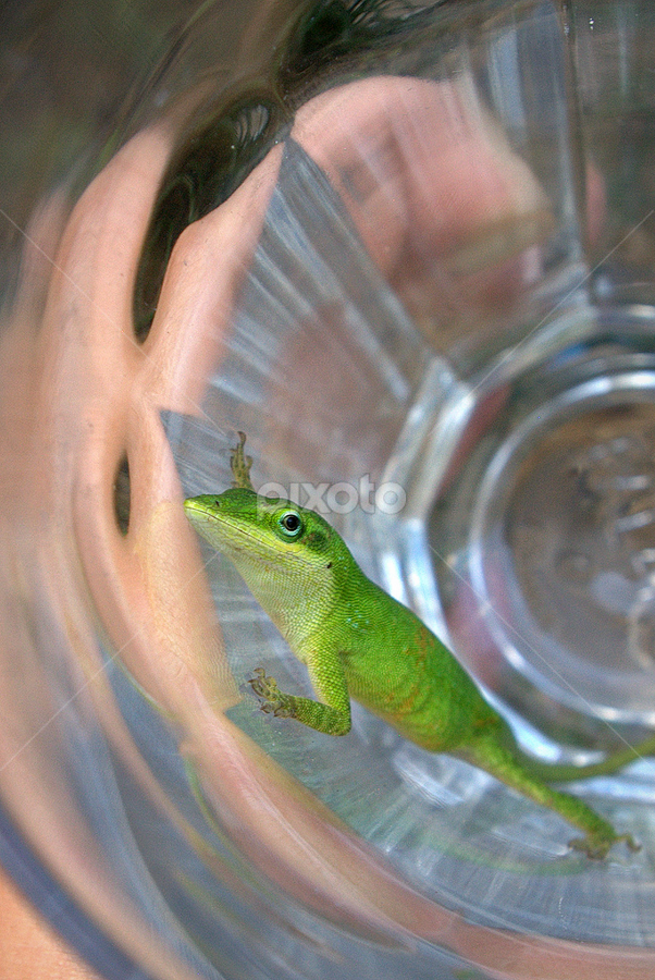 Green Anole by Allie Riker - Animals Reptiles
