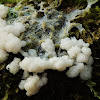 Plasmodium slime mold