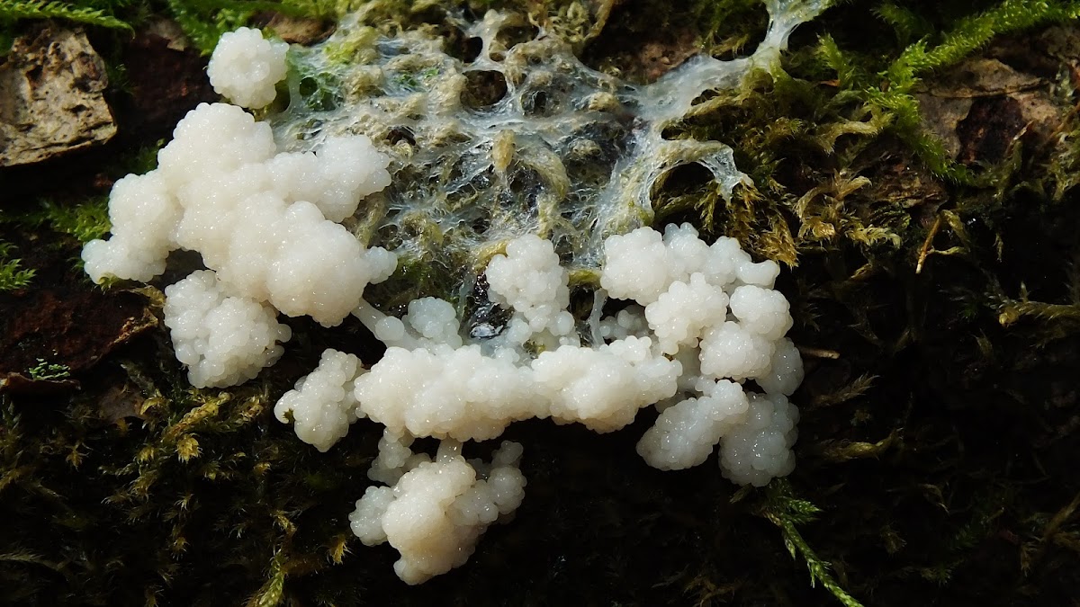 Plasmodium slime mold