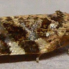 Fruit-tree Leafroller Moth