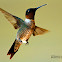 Ruby-throated Hummingbird