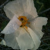Carolina Poppy/ White Prickly Poppy