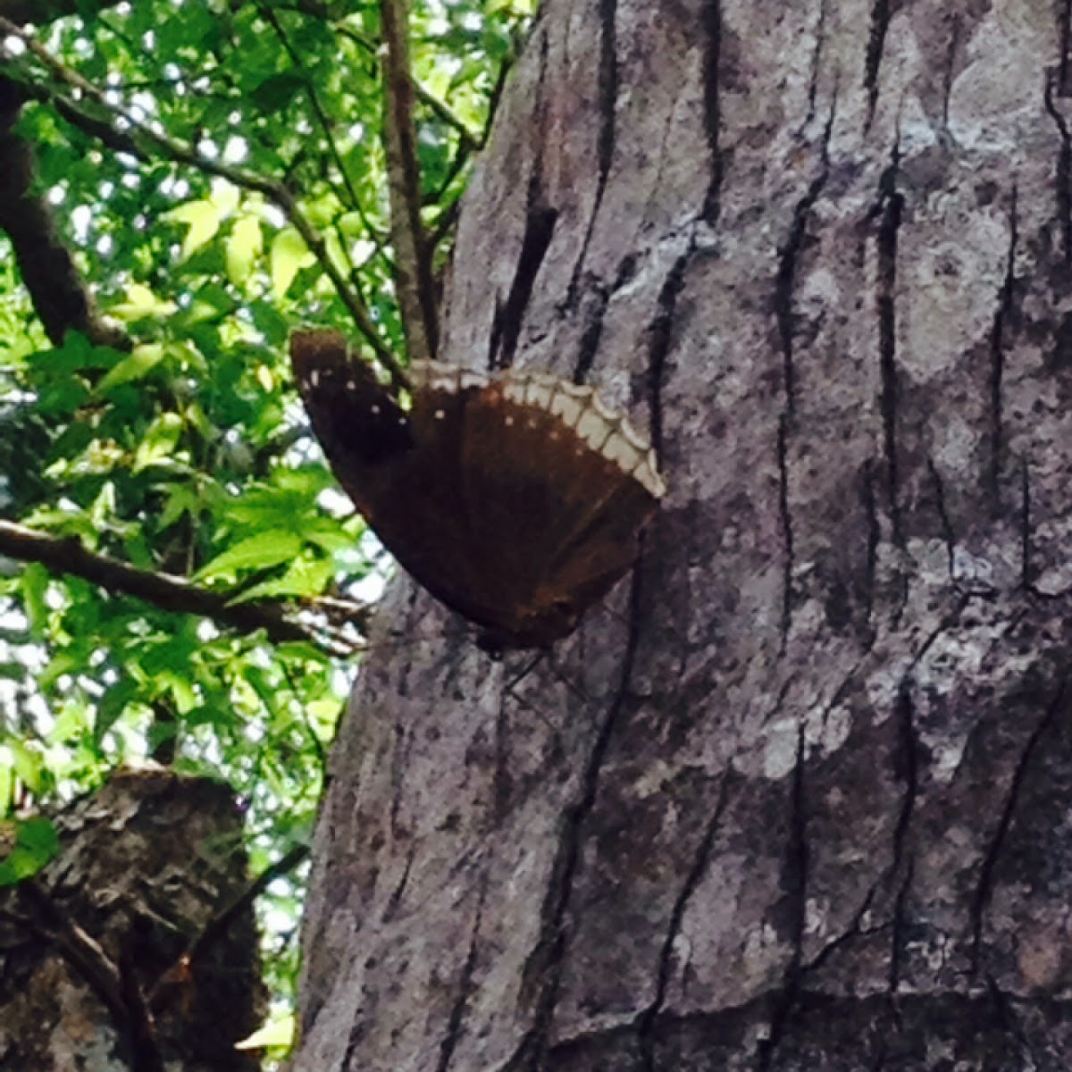 Great Eggfly