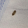Carpet beetle (larva)