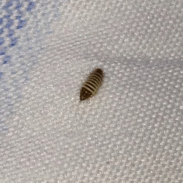 Carpet beetle (larva) | Project Noah