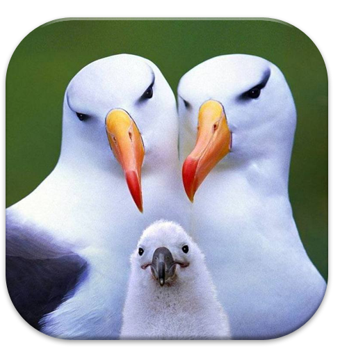 Bird Puzzle Game for Kid