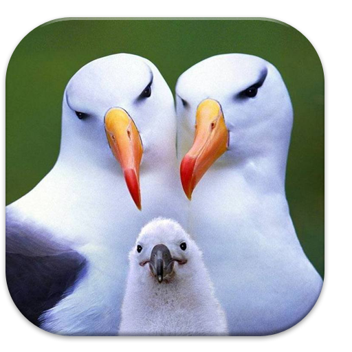 免費下載解謎APP|Bird Puzzle Game for Kid app開箱文|APP開箱王