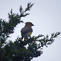 Cedar Waxwing