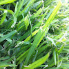 Grass