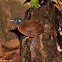 Chestnut-backed Antbird female