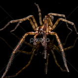 Tabletop Spider by Ryan Morris -  