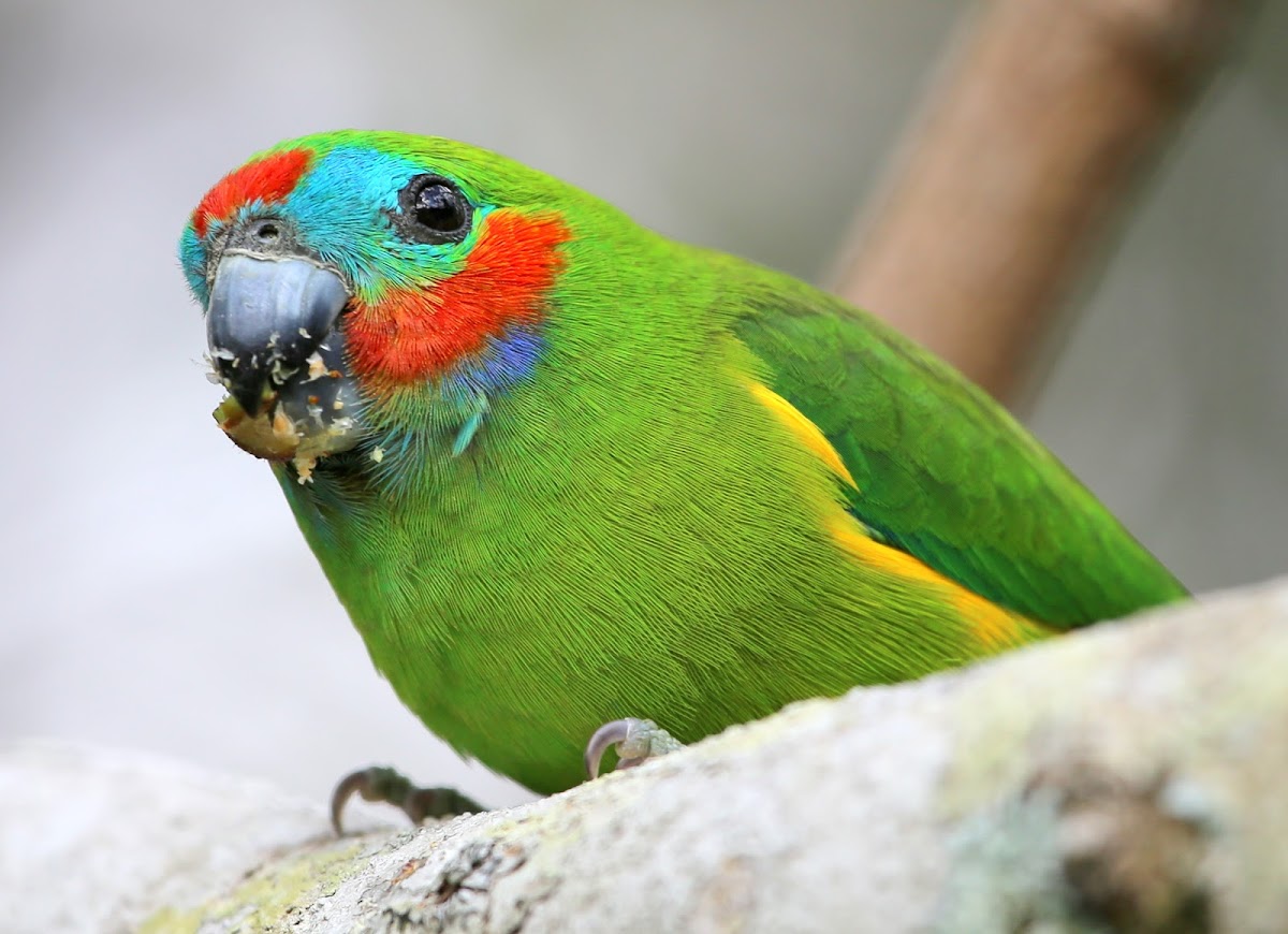 Double-Eyed Fig Parrot ( Male )