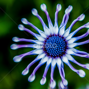 African Painted Daisy by Lynn Wiezycki - Flowers Flowers 2011-2013