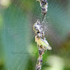 (Female) Trashline Spider