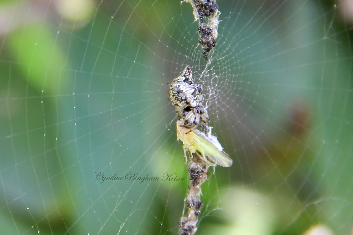 (Female) Trashline Spider