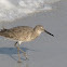 Willet