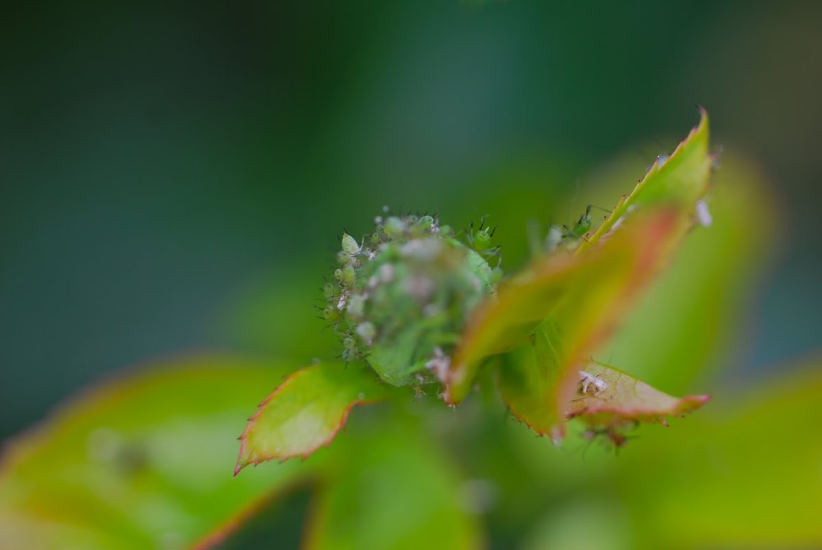 aphids, Blattläuse