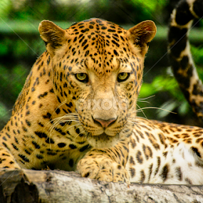 LEOPARD by Ravi Kashyap - Animals Lions, Tigers & Big Cats