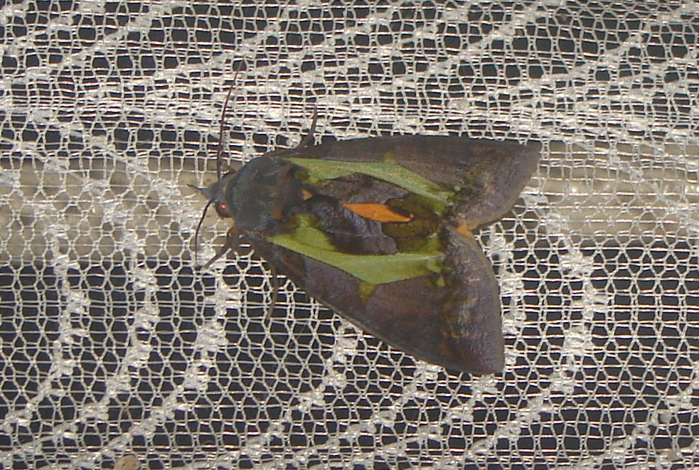 fruit piercing moth -female