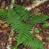 Silvery Spleenwort